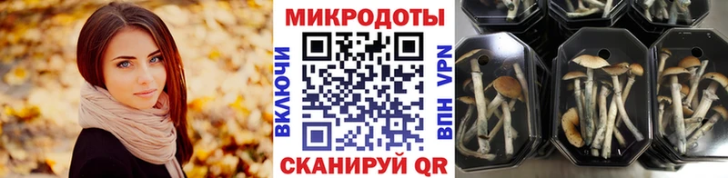 Купить закладки Гусев Псилоцибиновые грибы Psilocybe